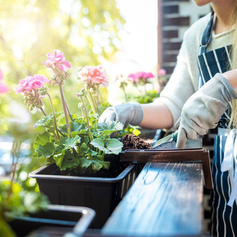 Garten- & Balkonpflanzen
